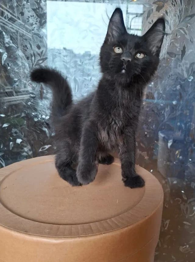 Maine Coon