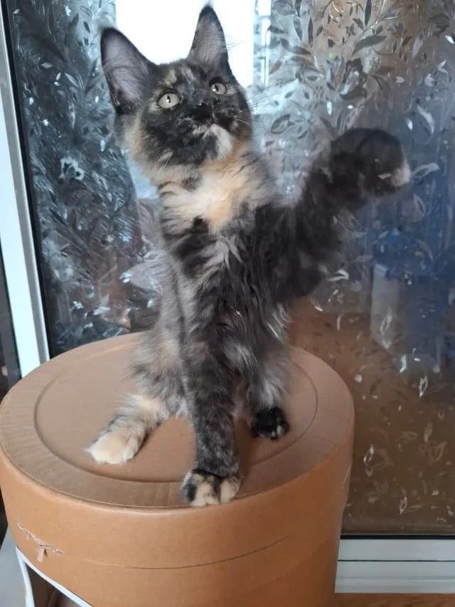 Maine Coon
