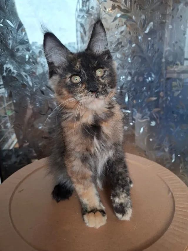 Maine Coon