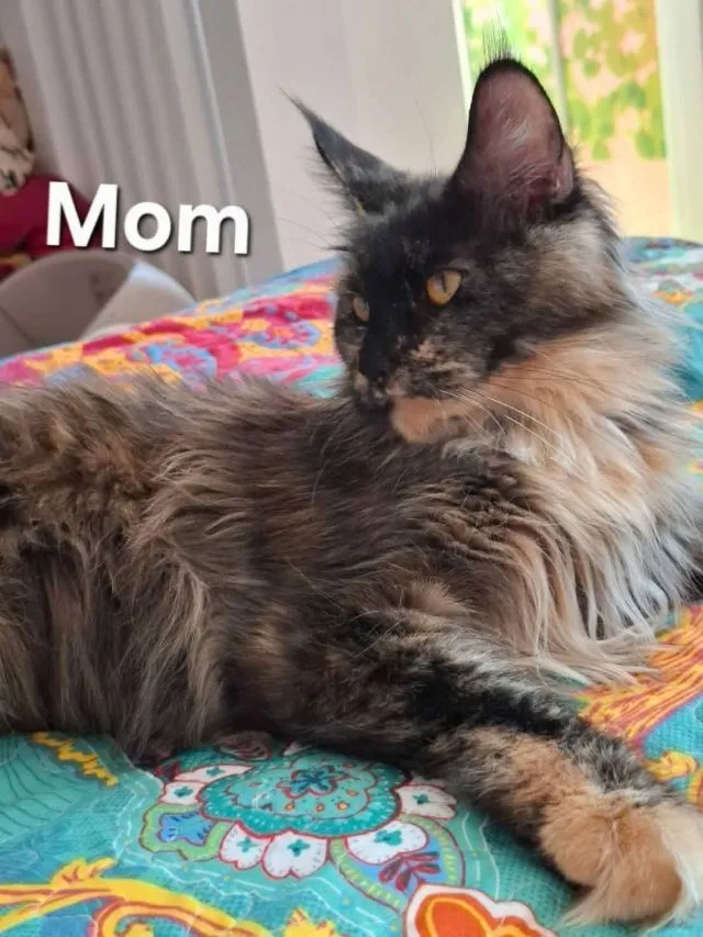 Maine Coon
