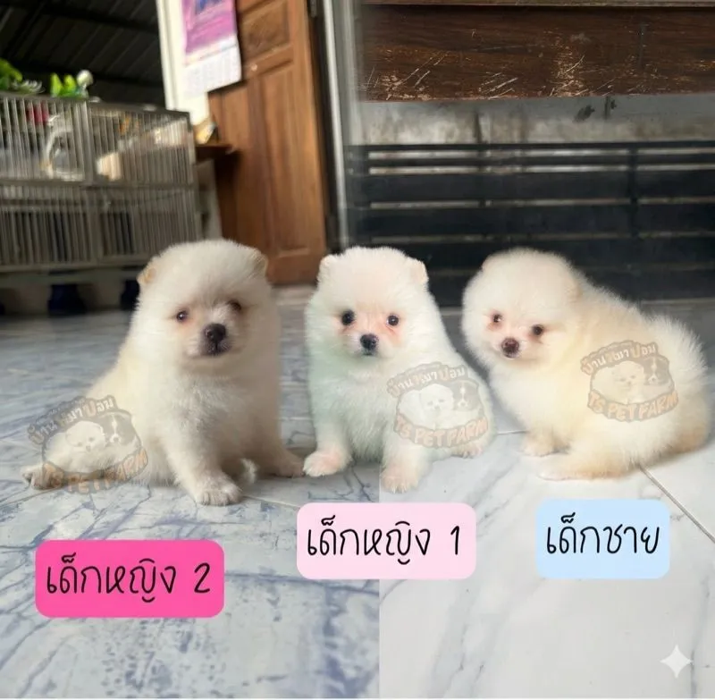 ปอม เชียงราย