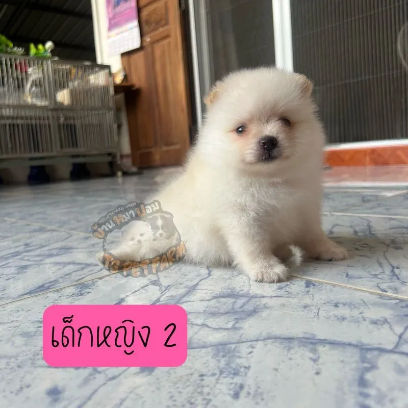 ปอม เชียงราย