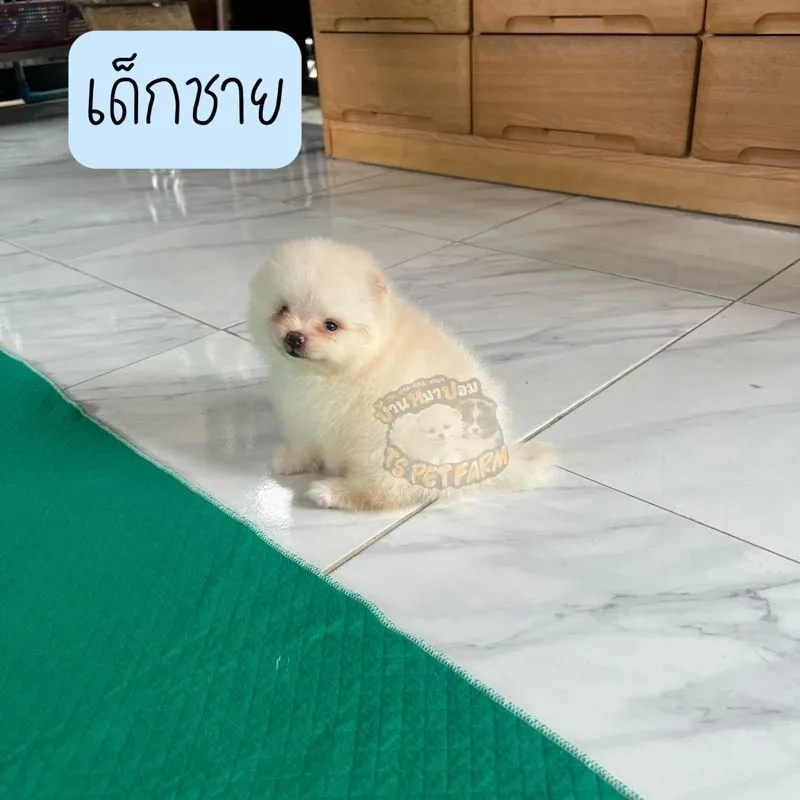 ปอม เชียงราย