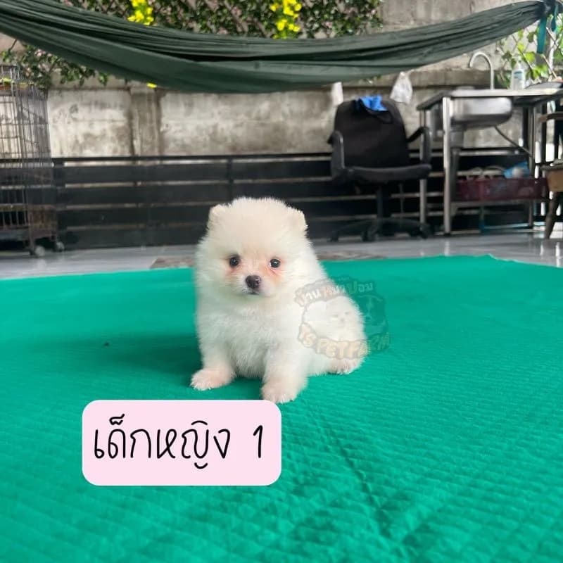 ปอม เชียงราย