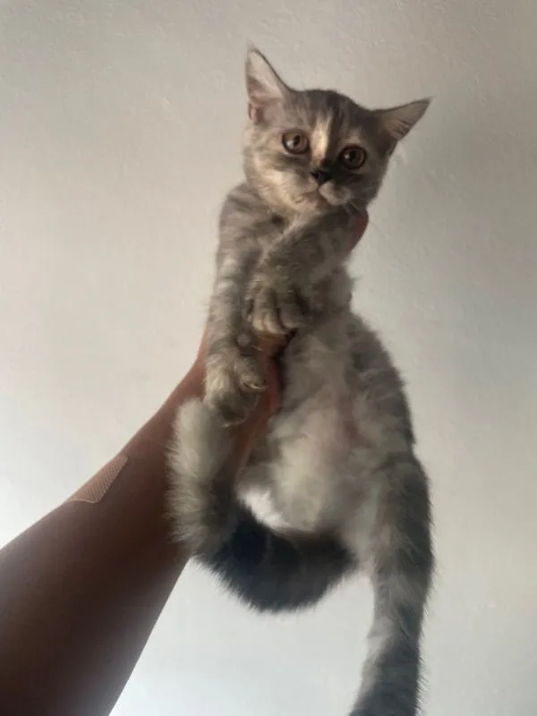 เปอร์เซียผสม