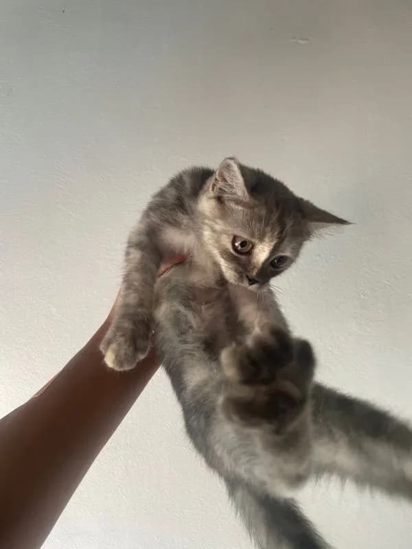เปอร์เซียผสม