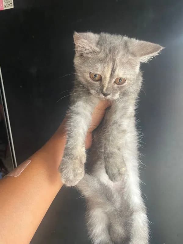 เปอร์เซียผสม