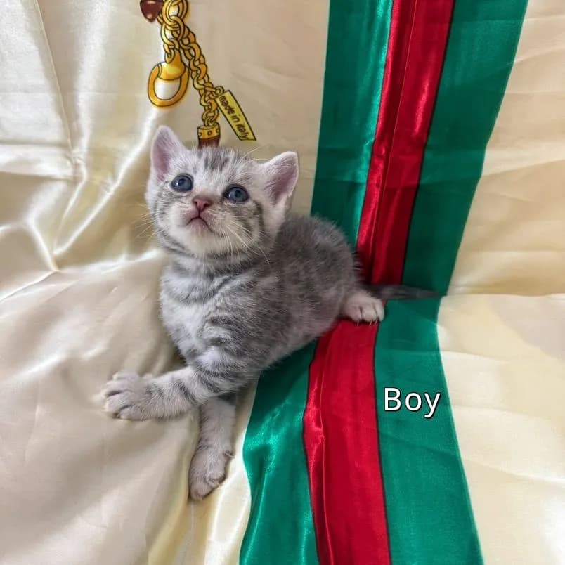 เปิดจอง“ลูกแมวสก๊อตติชโฟ