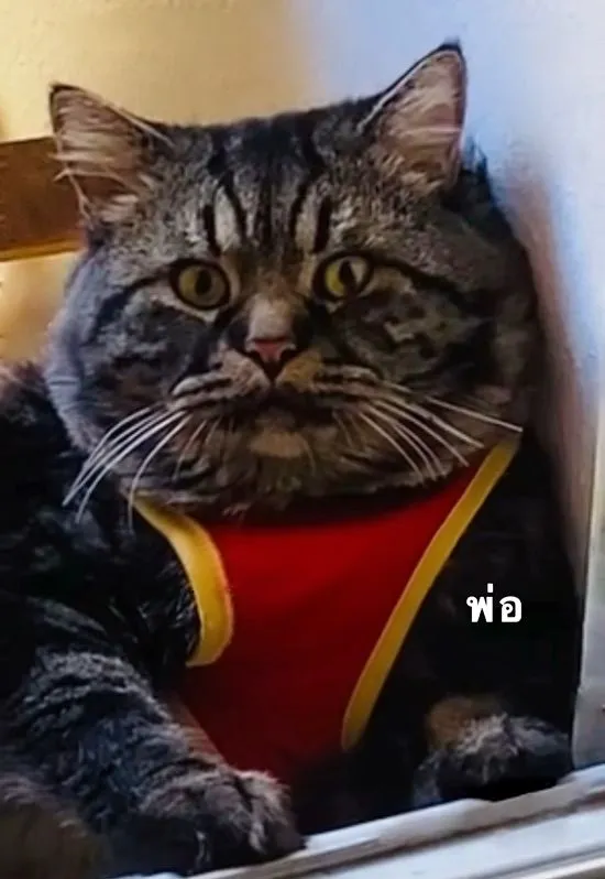 เปิดจอง“ลูกแมวสก๊อตติชโฟ