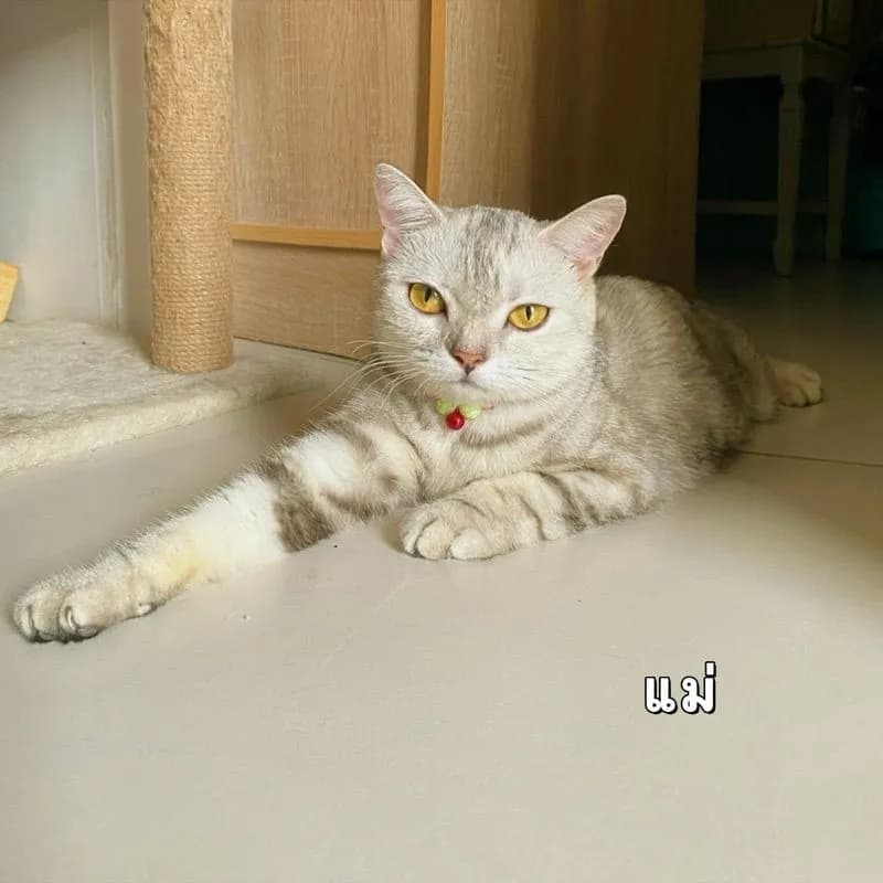 เปิดจอง“ลูกแมวสก๊อตติชโฟ