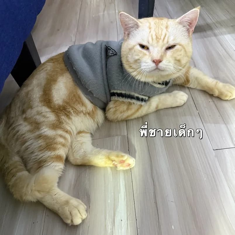 เปิดจอง“ลูกแมวสก๊อตติชโฟ