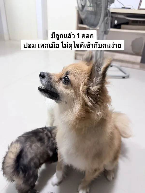 ขายสุนัขทุกตัวในรูปค่ะ