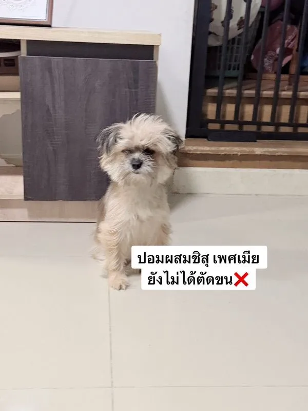 ขายสุนัขทุกตัวในรูปค่ะ