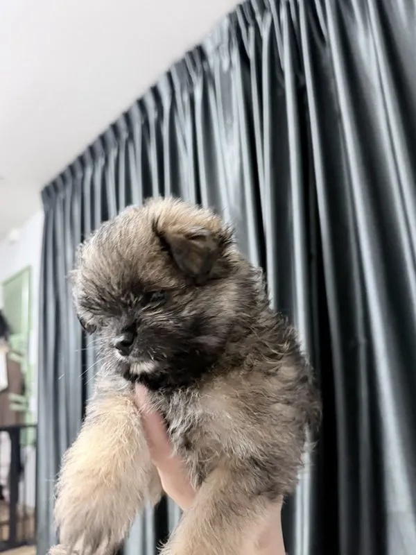 ขายสุนัขทุกตัวในรูปค่ะ