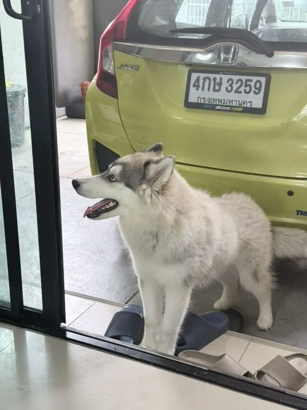 ขายสุนัขทุกตัวในรูปค่ะ