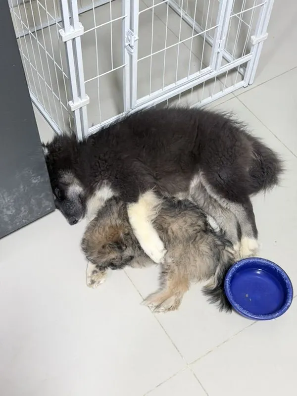 ขายสุนัขทุกตัวในรูปค่ะ