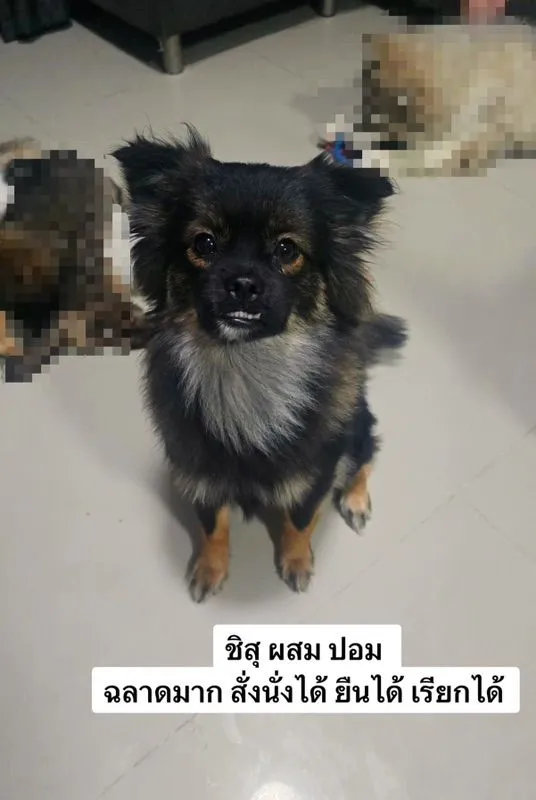 ขายสุนัขทุกตัวในรูปค่ะ