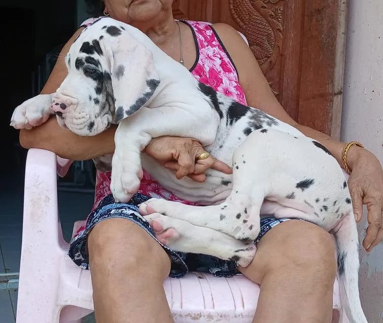 ลูกเกรทเดนคุณภาพ Great dane for sale