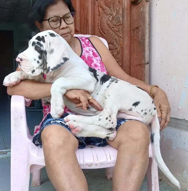ลูกเกรทเดนคุณภาพ Great dane for sale
