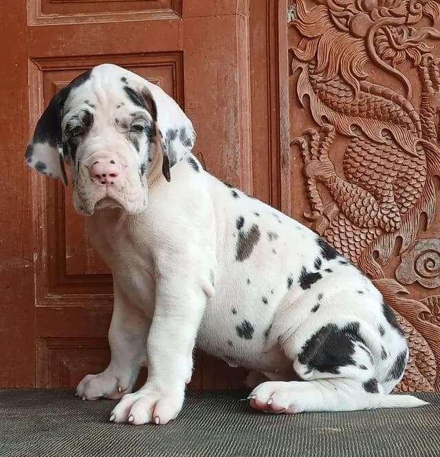 ลูกเกรทเดนคุณภาพ Great dane for sale