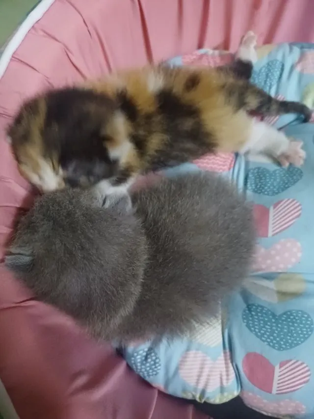 ลูกแมวเบงกลอและเบงกลอขาสั้นอายุ3เดื่อน
