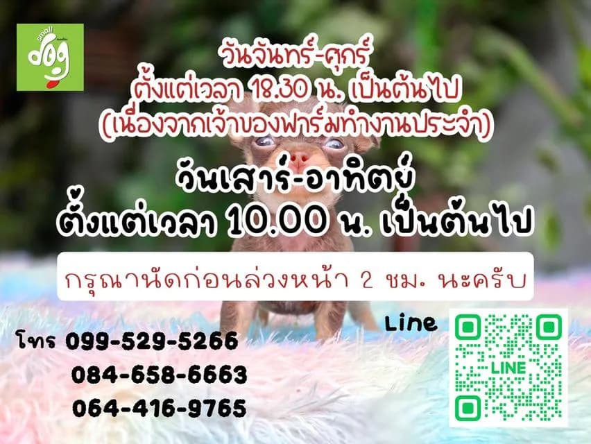 ปอมแท้อายุ2เดือนพร้อมย้ายบ้าน