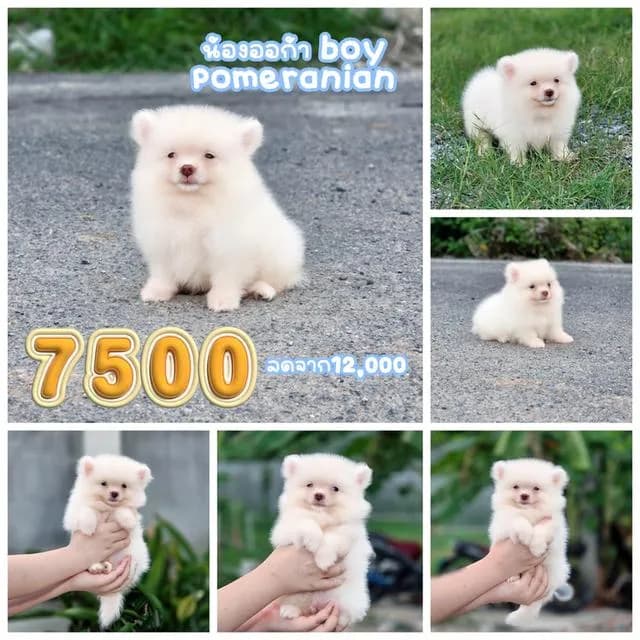 ปอมแท้อายุ2เดือนพร้อมย้ายบ้าน