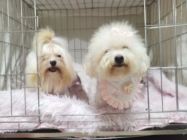 เปิดจองมอลติพู ผู้ เมีย
