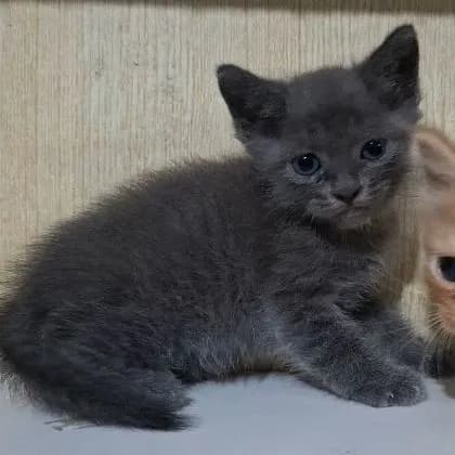 ลูกครึ่งบริติช+ไทยผสมบริติช