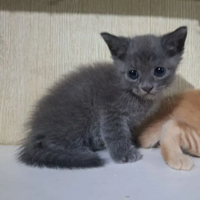 ลูกครึ่งบริติช+ไทยผสมบริติช