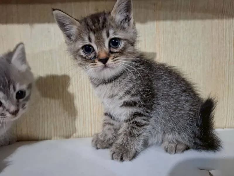ลูกครึ่งบริติช+ไทยผสมบริติช