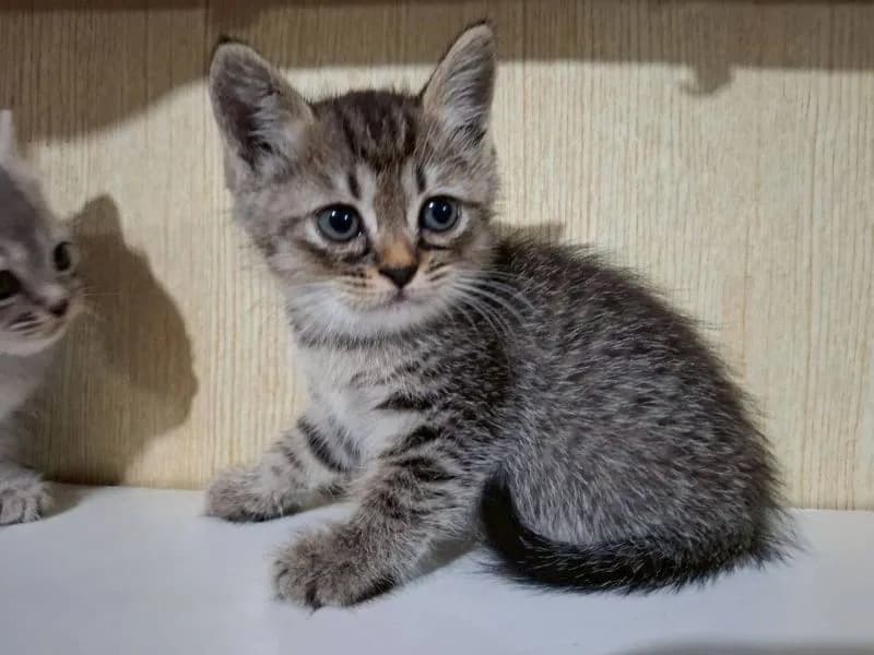 ลูกครึ่งบริติช+ไทยผสมบริติช