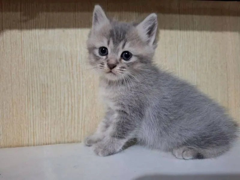 ลูกครึ่งบริติช+ไทยผสมบริติช