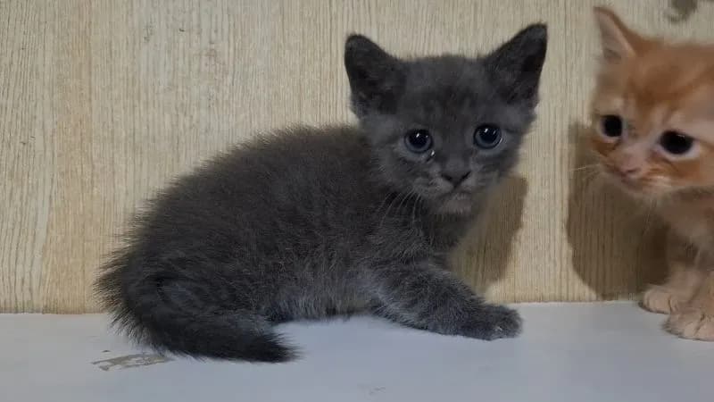 ลูกครึ่งบริติช+ไทยผสมบริติช