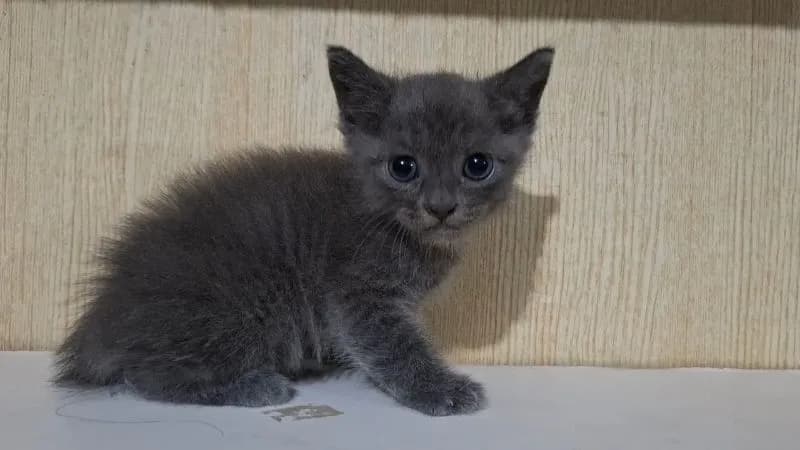 ลูกครึ่งบริติช+ไทยผสมบริติช