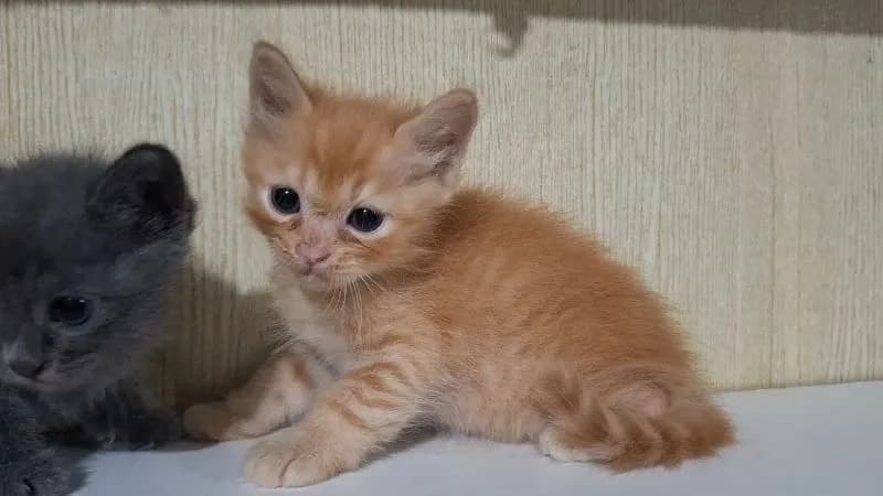 ลูกครึ่งบริติช+ไทยผสมบริติช