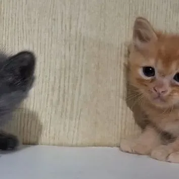 ลูกครึ่งบริติช+ไทยผสมบริติช