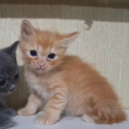 ลูกครึ่งบริติช+ไทยผสมบริติช