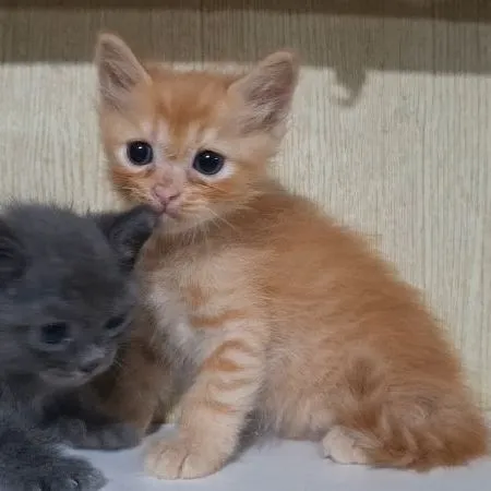 ลูกครึ่งบริติช+ไทยผสมบริติช