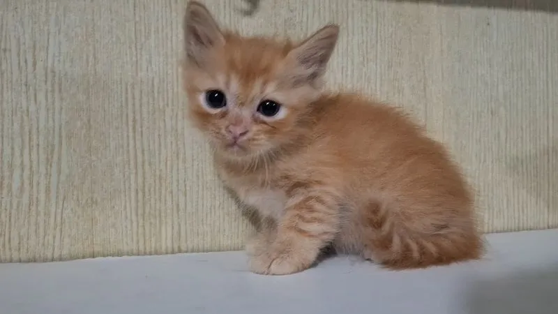 ลูกครึ่งบริติช+ไทยผสมบริติช