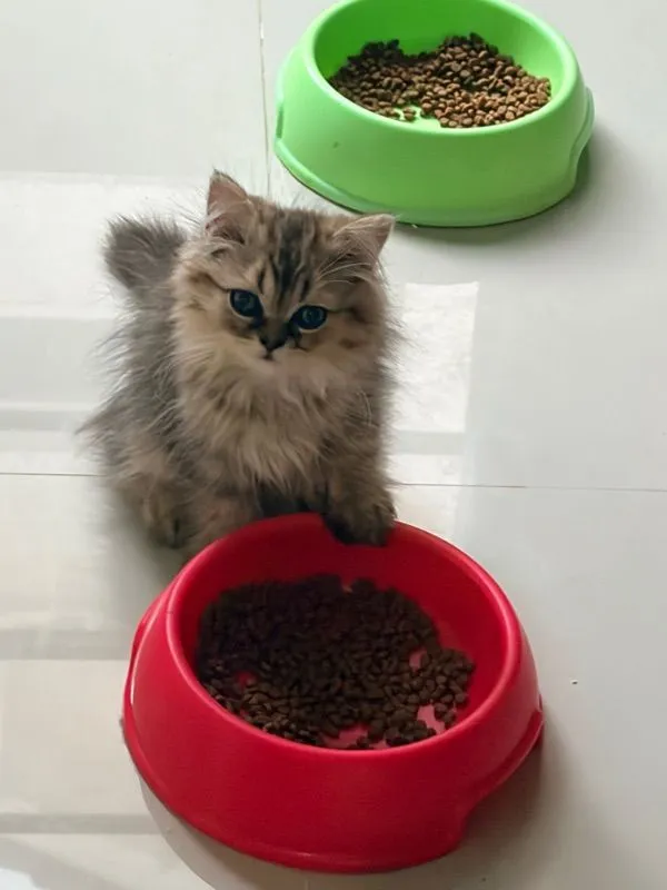 ขายชินชิล่าโกลเด้น