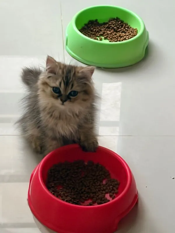 ขายชินชิล่าโกลเด้น