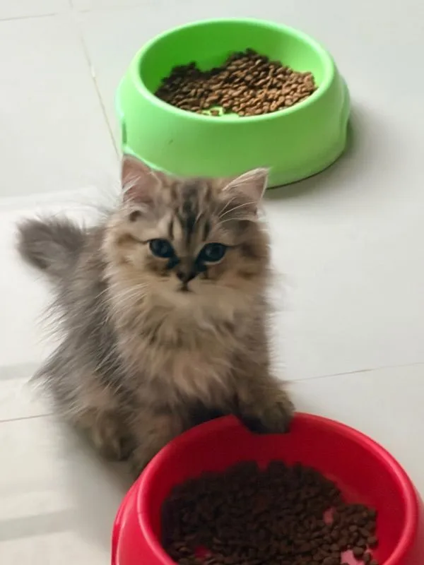 ขายชินชิล่าโกลเด้น