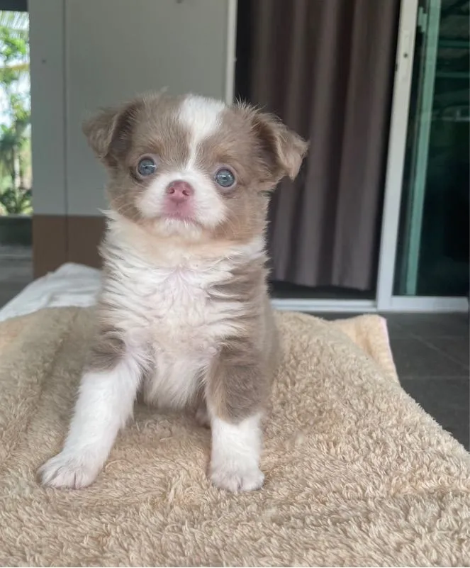 ลูกสุนัขชิวาว่าสีขาวไลแลค