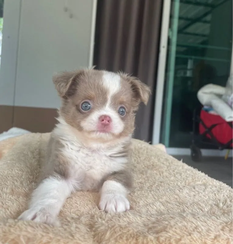 ลูกสุนัขชิวาว่าสีขาวไลแลค