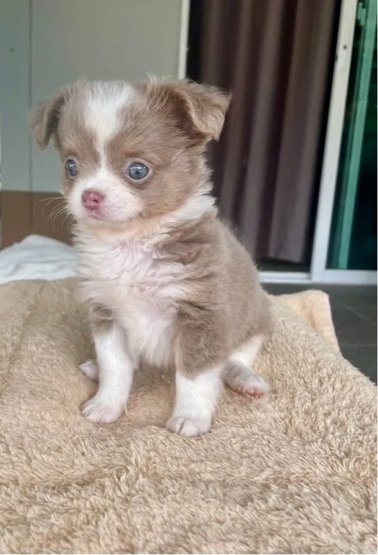 ลูกสุนัขชิวาว่าสีขาวไลแลค