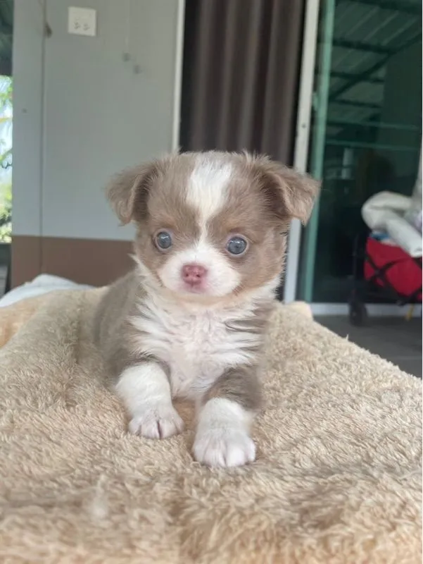 ลูกสุนัขชิวาว่าสีขาวไลแลค