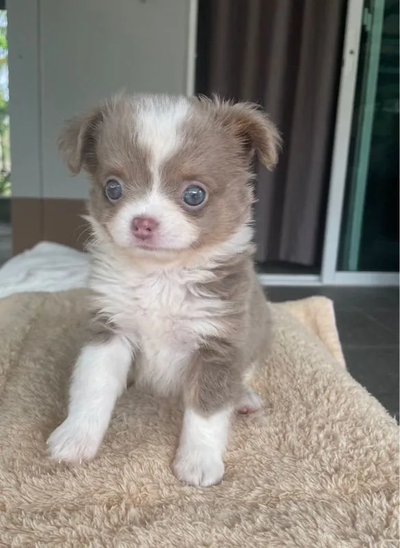 ลูกสุนัขชิวาว่าสีขาวไลแลค