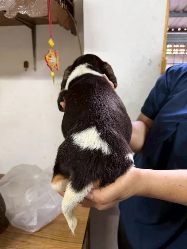 ลูกสุนัข บีเกิ้ล ญ