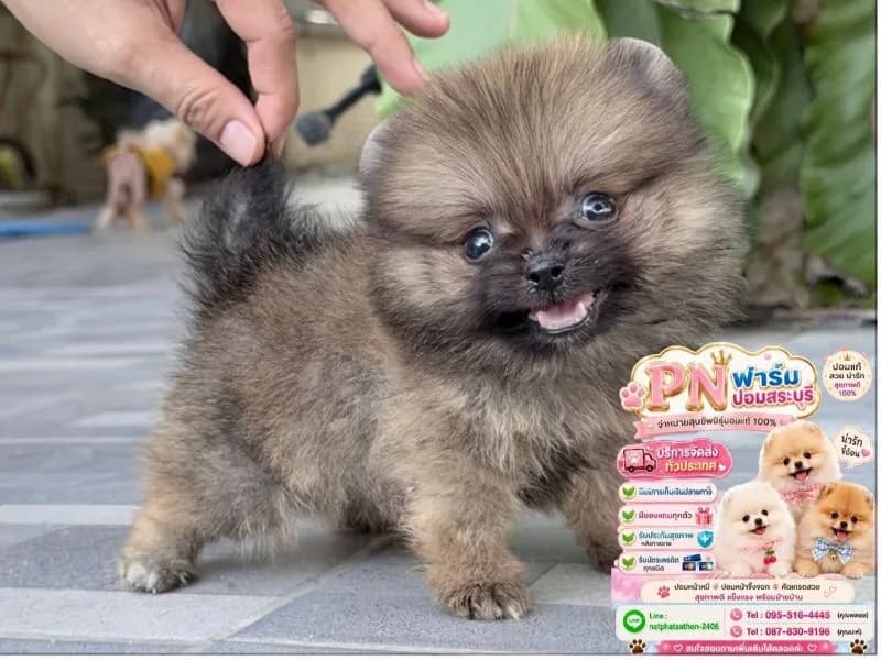 ปอมแท้ราคาถูก
